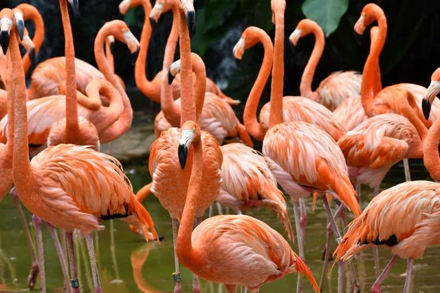 A flock of bright pink flamingos wading in shallow water at Bird Paradise in Singapore, a colorful sight kids can see up close