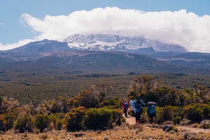 Climbing crew crossing the heath and moorland zone with Kilimanjaro’s snow-dusted peak in the distance