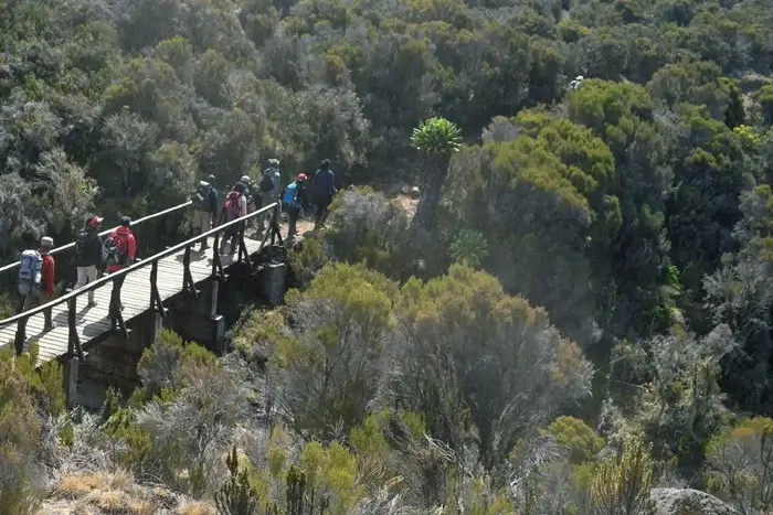 Group of hikers crossing a wooden bridge through dense heath vegetation while climbing Kilimanjaro
