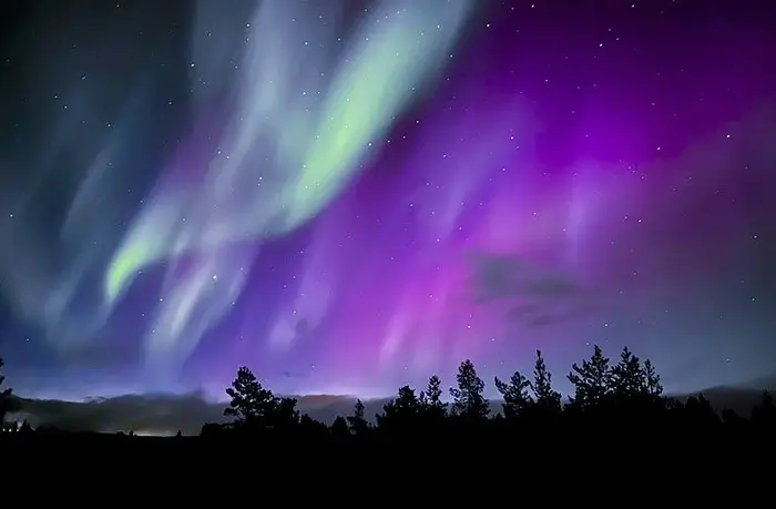 Green and purple northern lights swirling above a silhouetted pine forest on a clear Nordic night