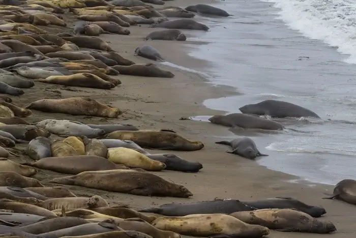 Northern elephant seals resting along the shoreline, a classic sight of Big Sur wildlife on the California coast