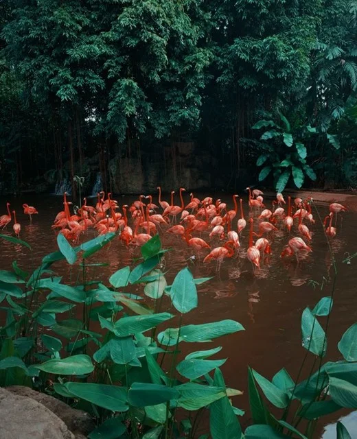 A flock of flamingos wading through a lush wetland pool framed by tropical leaves and a small waterfall, part of the bird habitats families can visit in Singapore