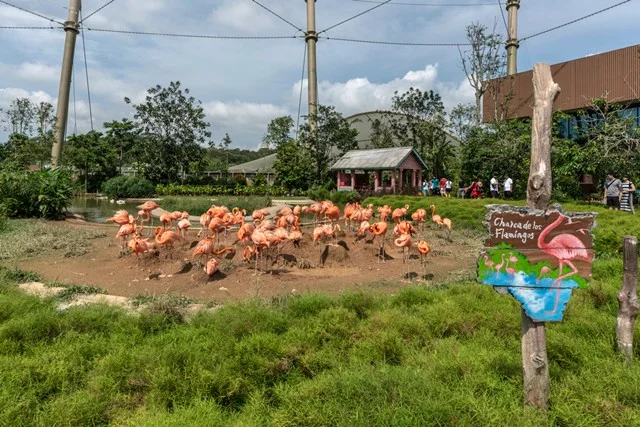 A flock of flamingos gathered on a sandy patch in an open-air aviary, with a painted flamingo sign and visitors walking along the path behind