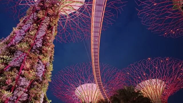 A view looking up at the illuminated Supertrees and OCBC Skyway at night, with plants covering the nearest trunk, a highlight of evenings at Gardens by the Bay in Singapore