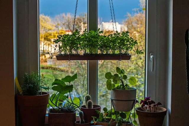 Indoor home garden on a sunny windowsill with a hanging tray of herb seedlings above potted plants, including rosemary, cacti, and purple shamrock in terracotta pots