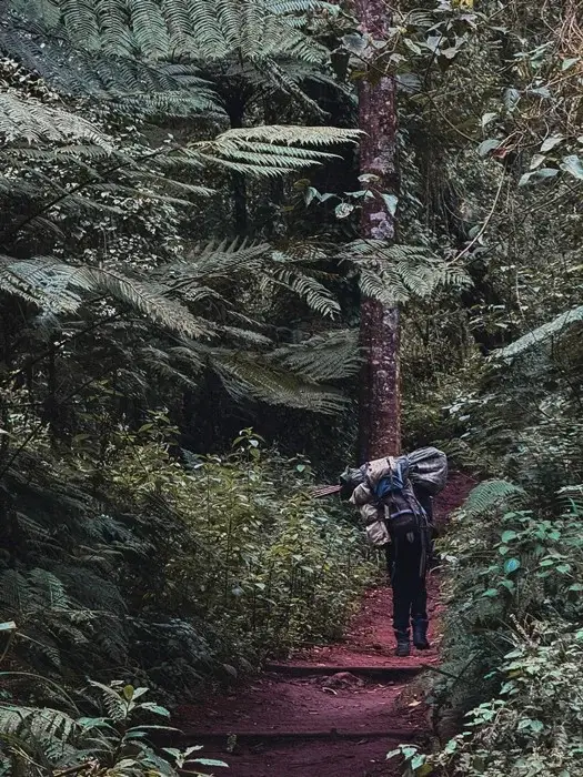 Porter carrying a heavy load along a red-earth trail through tree ferns in Kilimanjaro’s rainforest zone