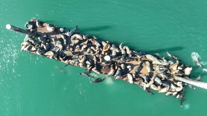 Aerial view of California sea lions crowding a floating dock in turquoise water, a lively marine wildlife scene near Big Sur
