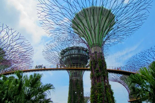 Visitors walk along the OCBC Skyway between the Supertrees on a sunny day, a raised walkway that older kids enjoy at Gardens by the Bay in Singapore