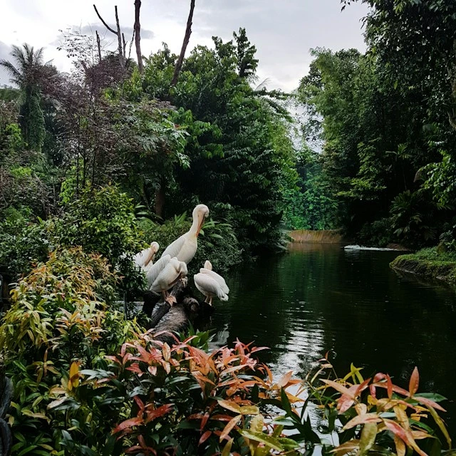 A group of white pelicans perched on a log beside a calm stream, surrounded by dense tropical greenery and red-tipped shrubs
