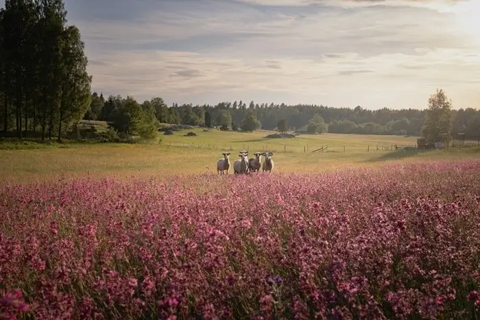 Peaceful Nordic countryside with grazing sheep, blooming pink flowers and soft evening light over the fields