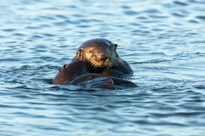 Southern sea otter floating in calm blue water off the California coast, one of the most beloved wildlife sightings in Big Sur