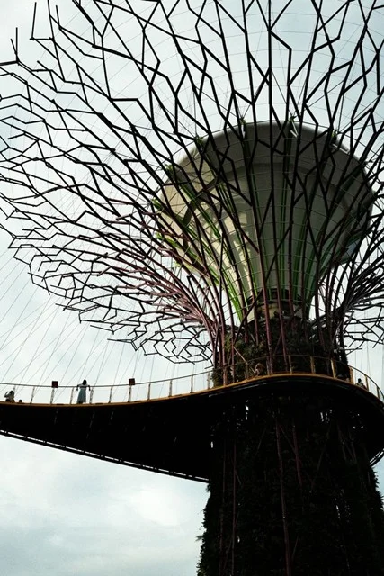 A low-angle view of a Supertree's steel canopy with the OCBC Skyway curving around its trunk under a cloudy sky, as visitors pause along the railing at Gardens by the Bay