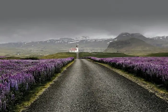 Lonely country road through blooming lupines toward a remote church under moody gray skies on Iceland’s west coast