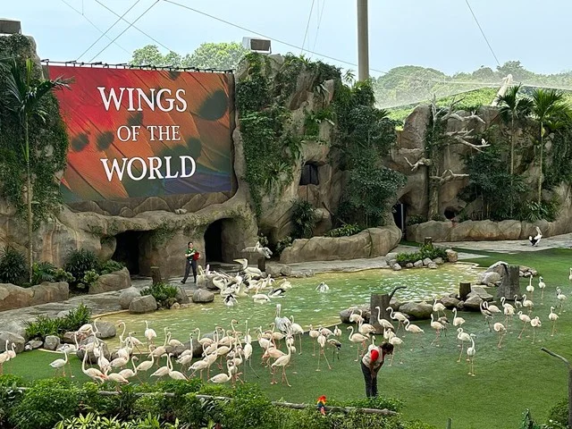 Keepers guide a flock of flamingos across the stage during the Wings of the World show at Bird Paradise's Sky Amphitheatre, a family-favorite presentation in Singapore