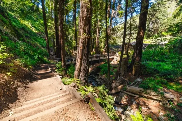 Wooden steps leading down a shaded redwood forest trail to a footbridge over a rocky creek, an inland Big Sur habitat for deer and woodland birds