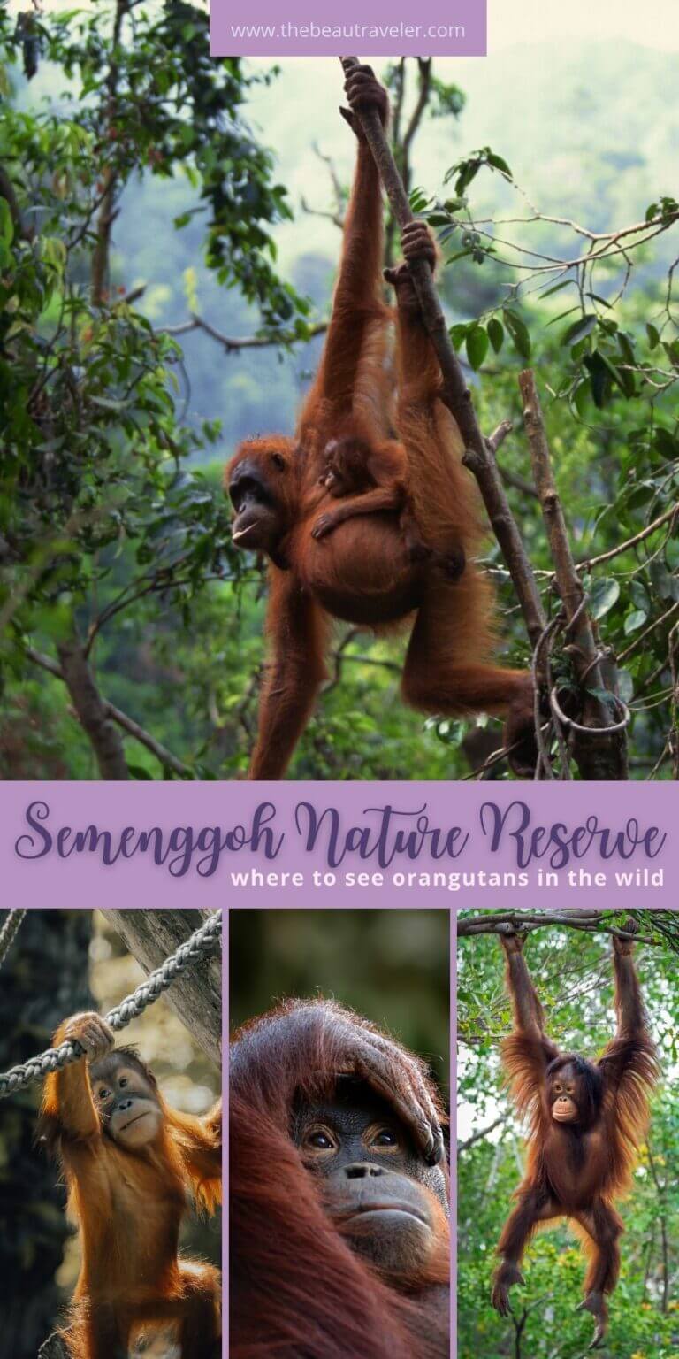 Visiting Orangutan Sanctuary In Borneo : Semenggoh Nature Reserve In ...