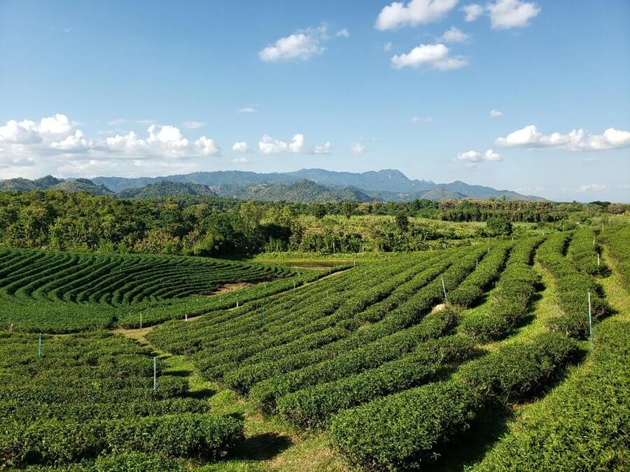 Choui Fong tea plantation, Chiang Rai. 