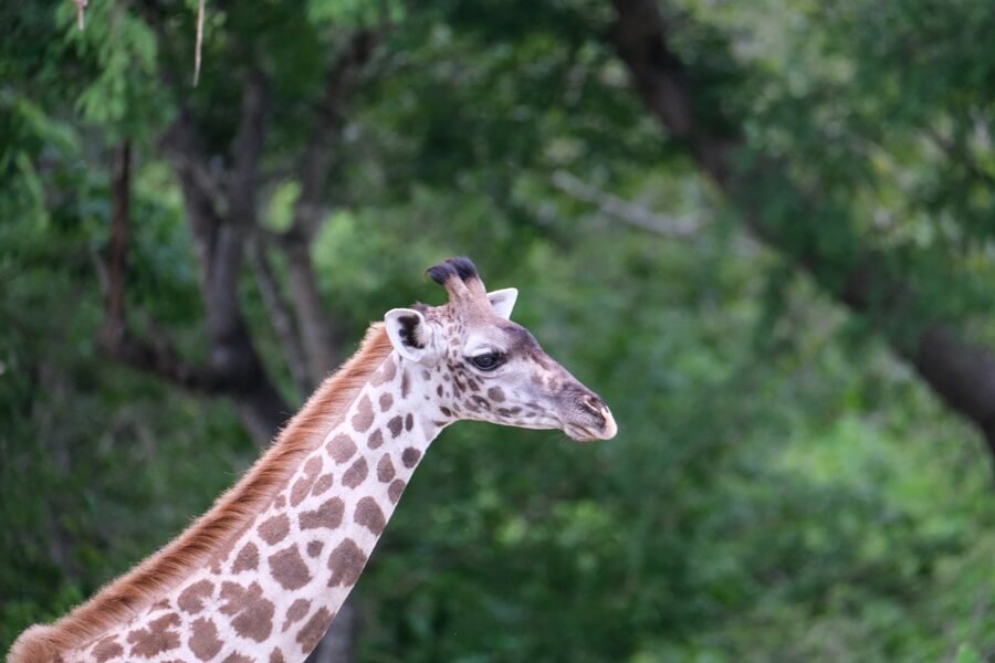 giraffe at Selous Game Reserve, Tanzania. 