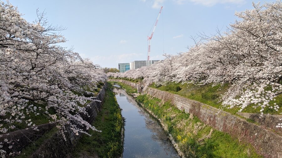 Cherry blossoms in Nagoya, Japan. 