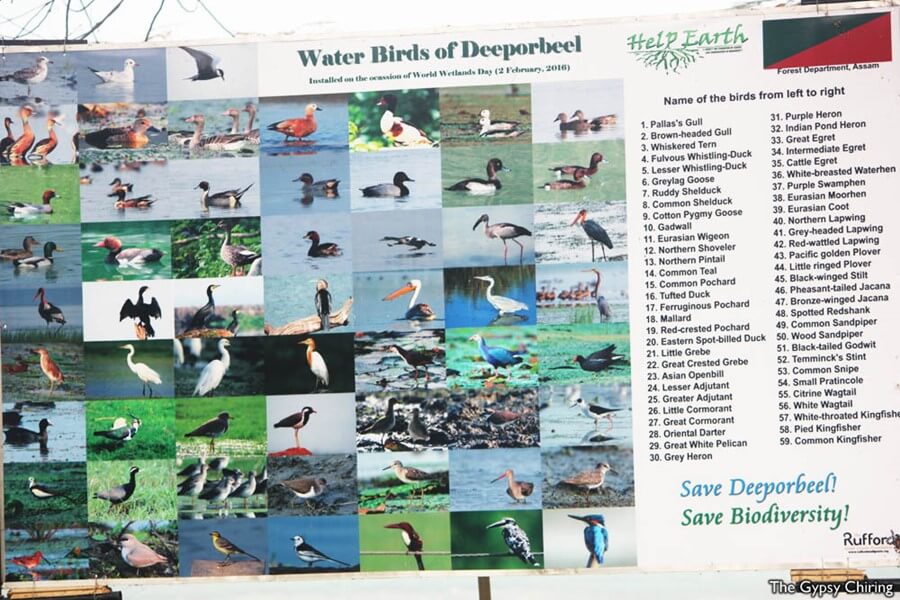 Deepor Beel Birds List in Guwahati. 