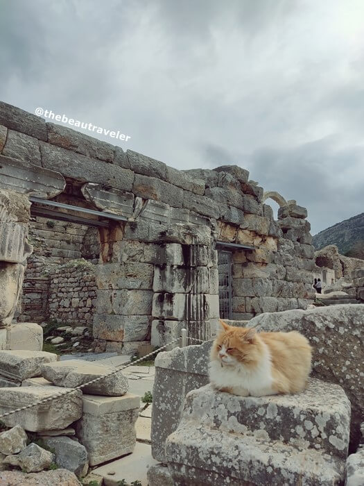 The stray cat of Ephesus.
