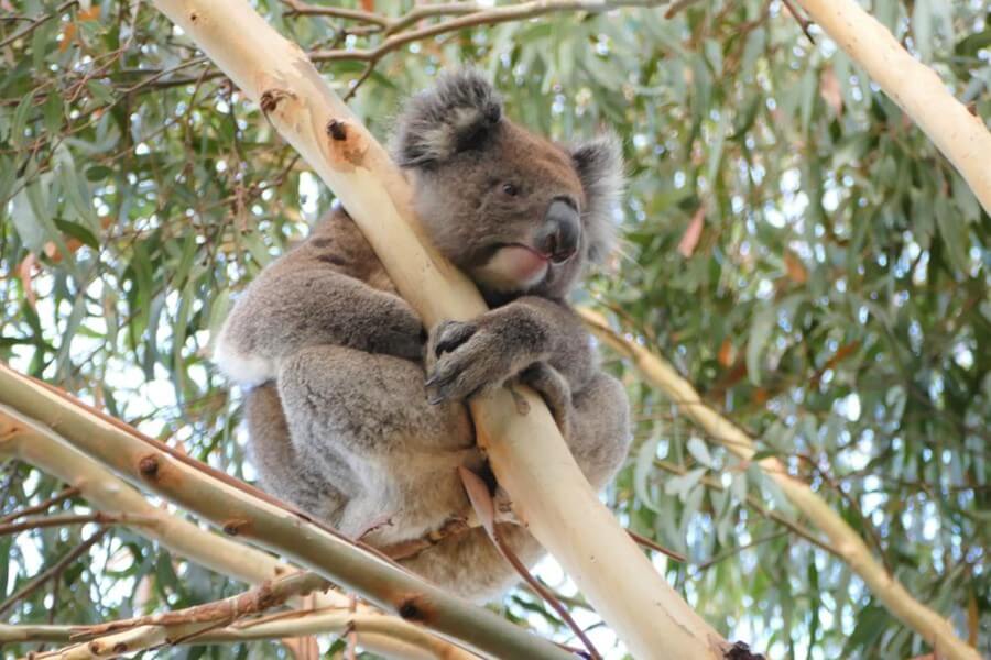 Koala on Kangaroo Island, Australia. 