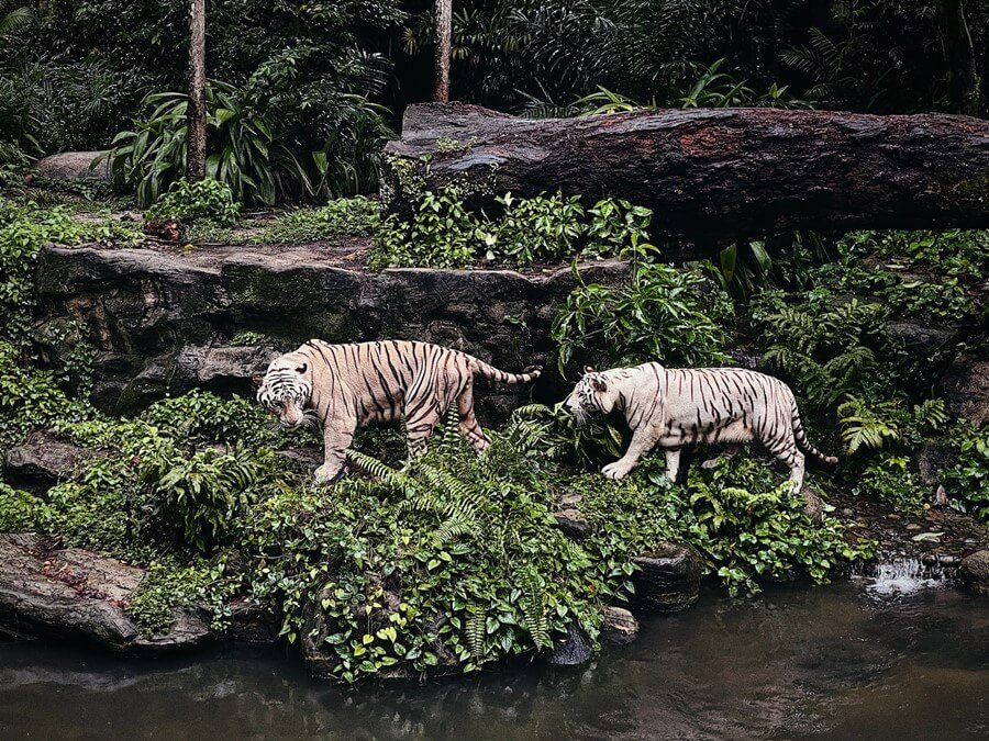 singapore zoo animals