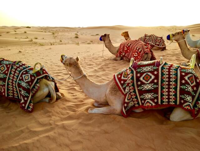 camel riding. 