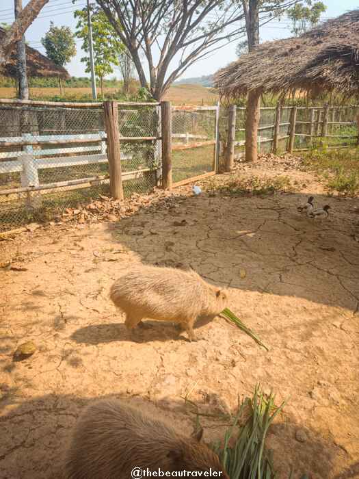 Singha Park farm tour in Mae Kon, Chiang Rai.