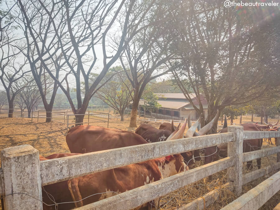 Singha Park farm tour in Mae Kon, Chiang Rai.