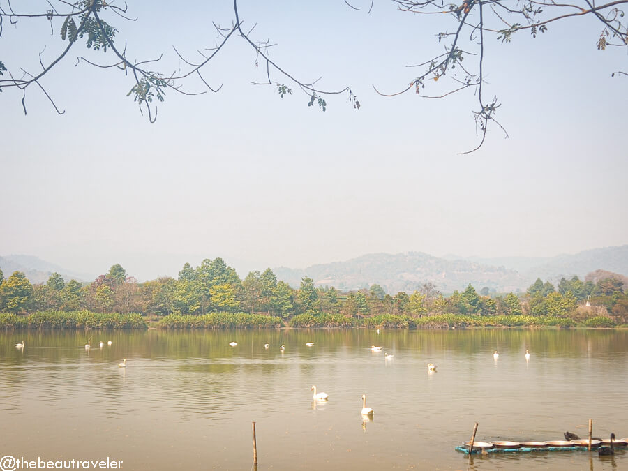 Singha Park farm tour in Mae Kon, Chiang Rai.