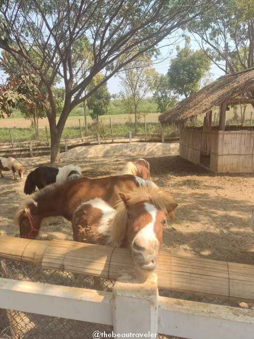 Singha Park farm tour in Mae Kon, Chiang Rai.