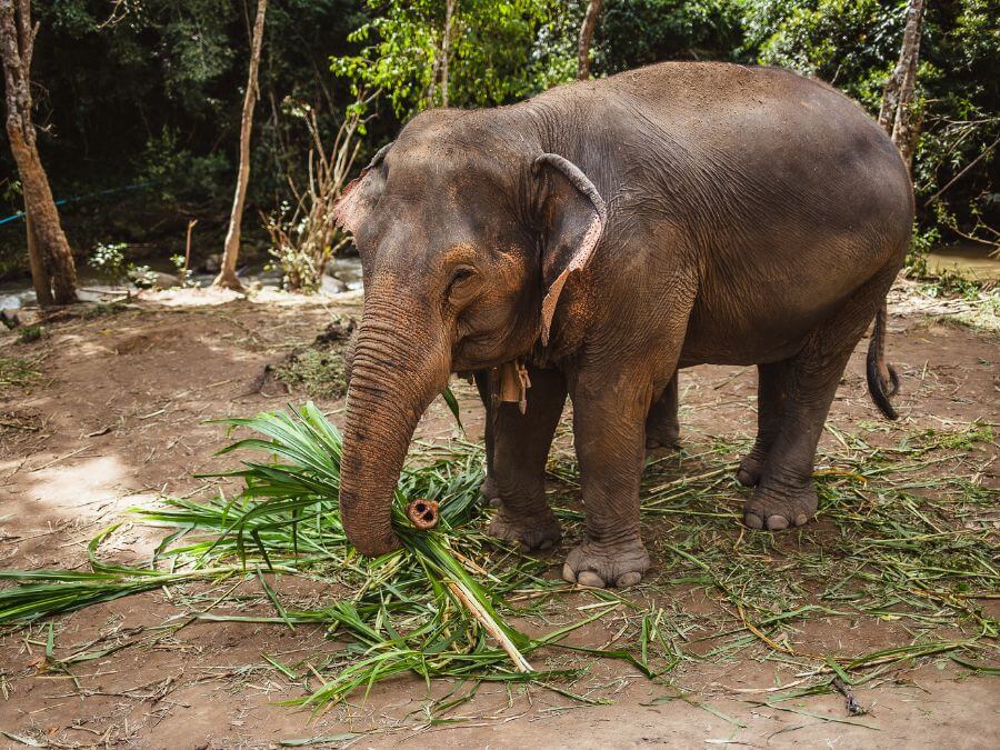 Visiting the elephant sanctuary in Chiang Mai, Thailand. 