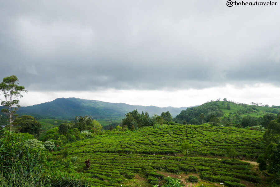 Tea plantation in Ciwidey, Bandung.