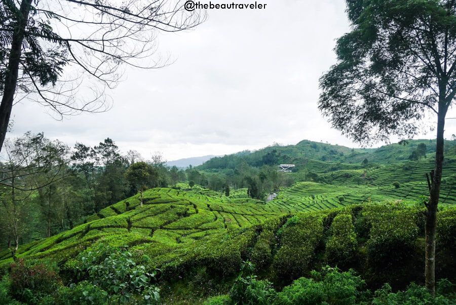 Ciwidey tea plantation in Bandung, Indonesia.