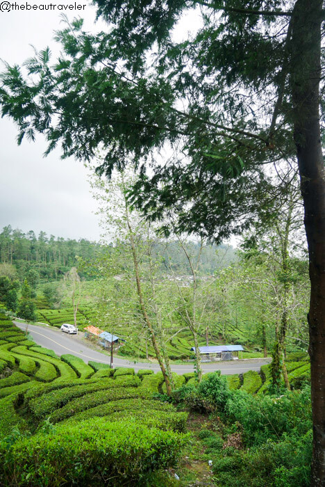 Ciwidey tea plantation in Bandung, Indonesia.