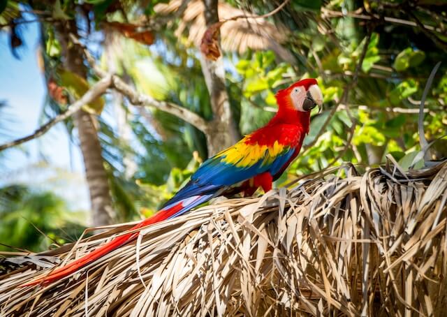 wildlife in costa rica