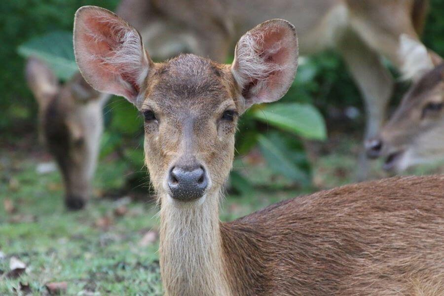 A deer at Ujung Kulon National Park, Banten. 