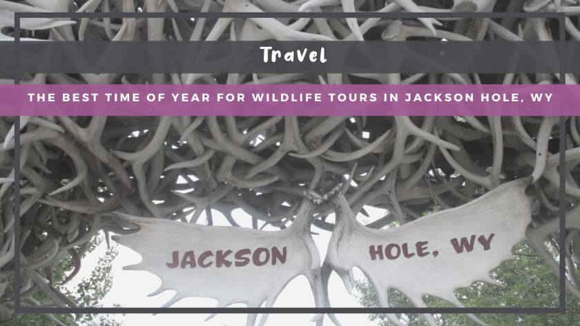 The Best Time of Year for Wildlife Tours in Jackson Hole, WY