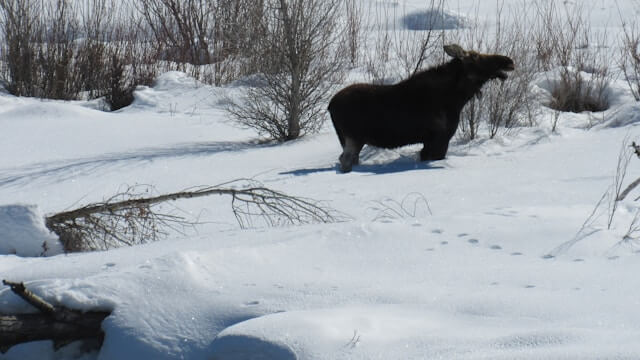 moose during the winter in jackson hole, wyoming. 