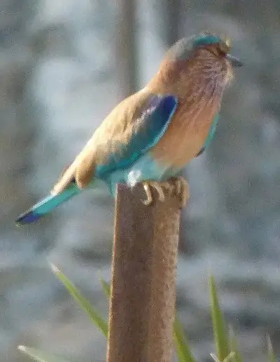 Indian roller in the UAE countryside.