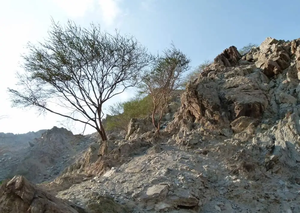 Wadi Tayyibah in the UAE