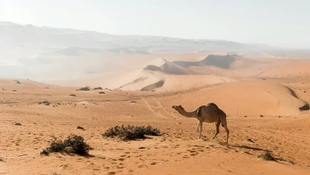 Wahiba sands in Oman. 