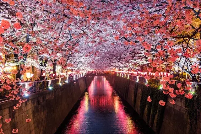 cherry blossoms in Japan