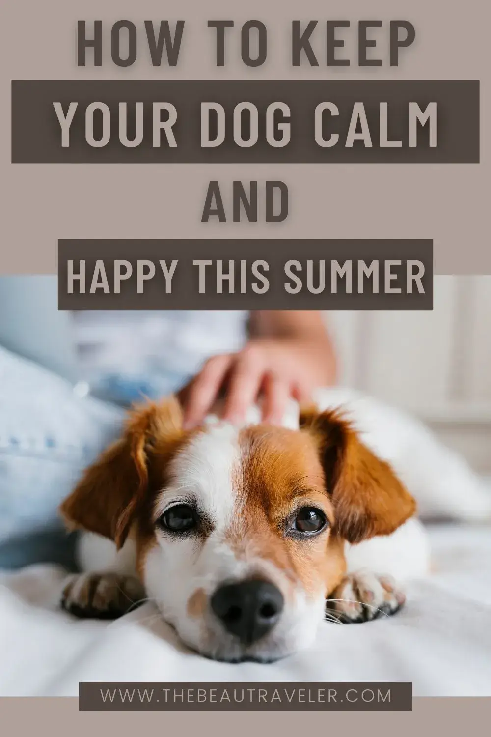 Discover effective tips to keep a calm and happy dog this summer! Learn how to provide shade, hydration, CBD treats, and more to ensure your furry friend stays comfortable and content. Follow our expert advice for a stress-free, joyful summer with your beloved pet. - The BeauTraveler