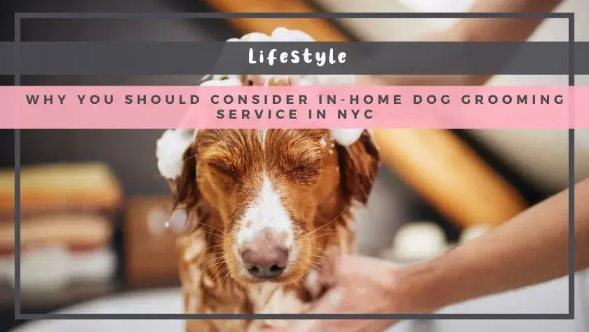 Why You Should Consider In-Home Dog Grooming Service in NYC