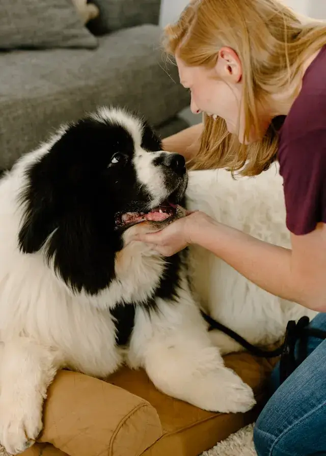 Why You Should Consider In-Home Dog Grooming Service in NYC