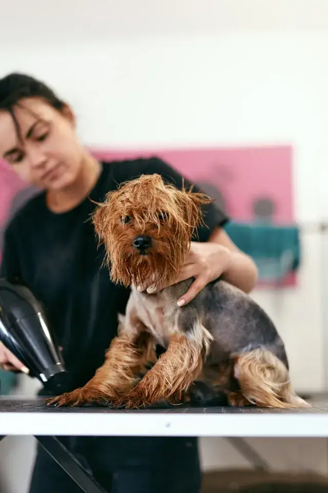 Why You Should Consider In-Home Dog Grooming Service in NYC