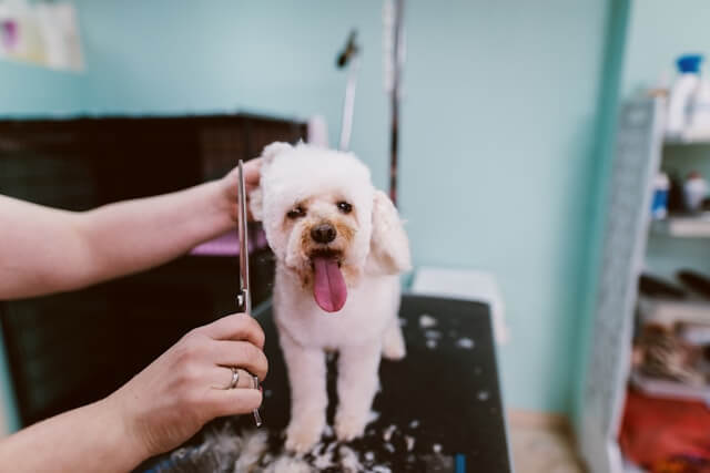 Why You Should Consider In-Home Dog Grooming Service in NYC