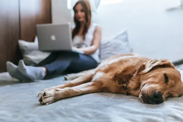 pet-friendly hotel in america